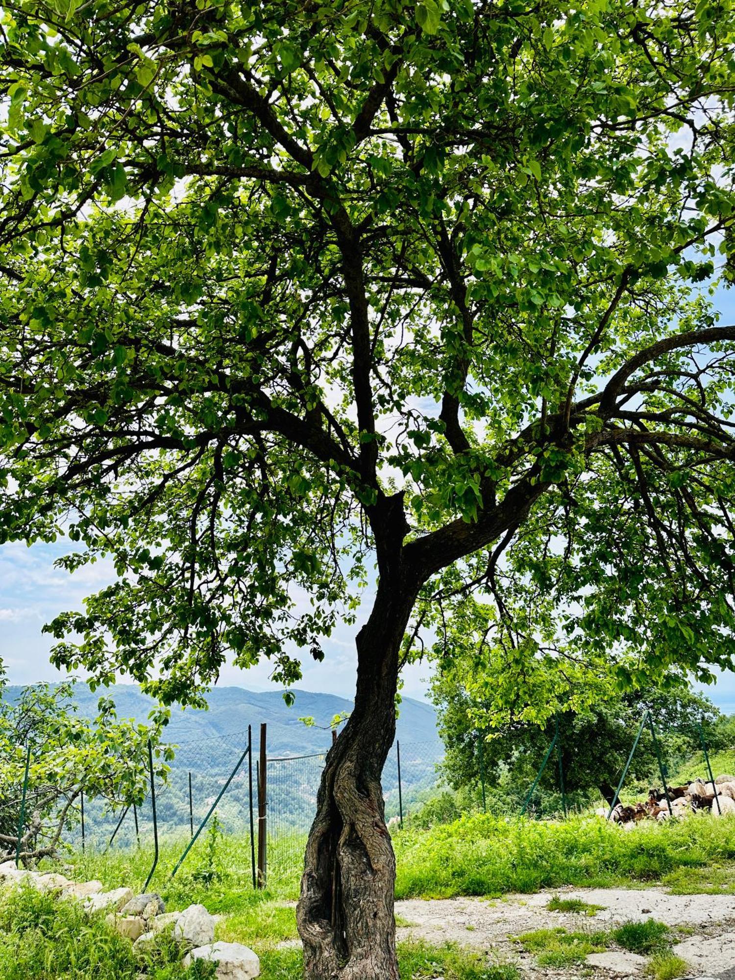 La Riggiola Bed & Breakfast Salerno Luaran gambar